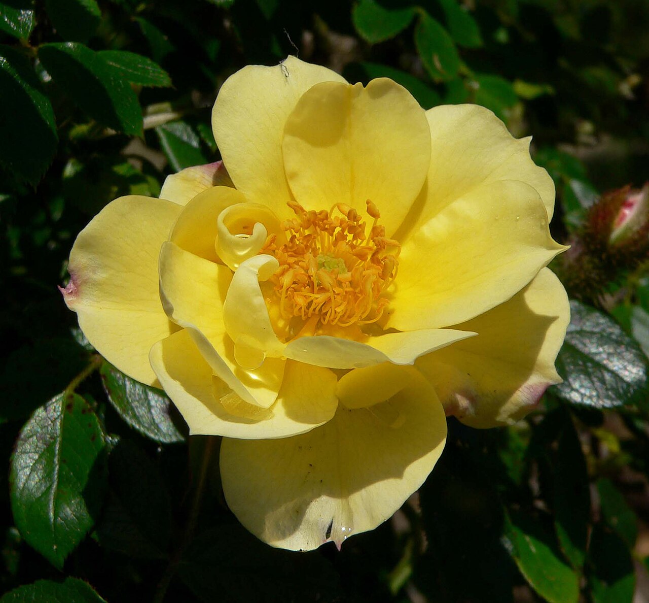 Lemon Delight