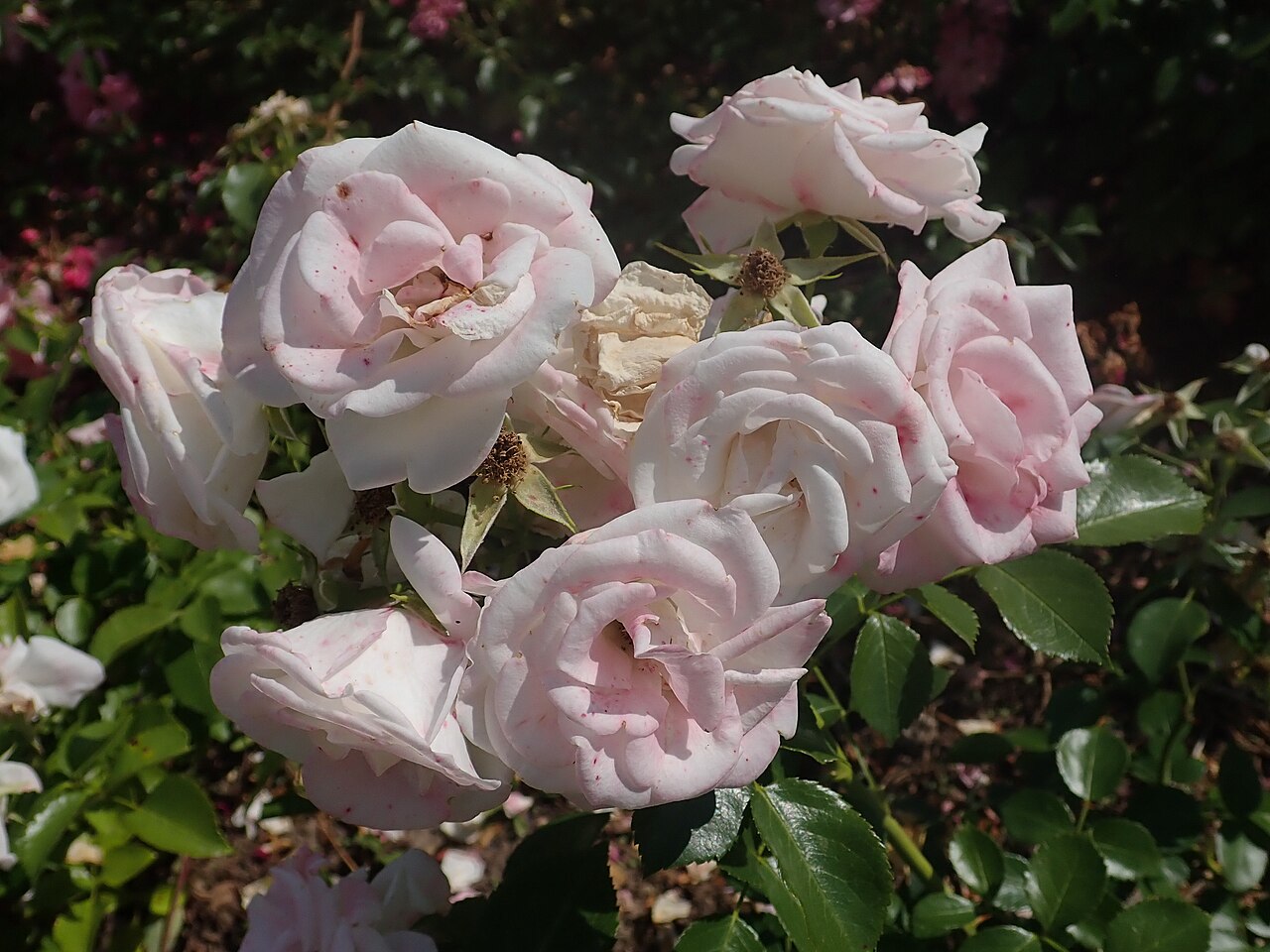 Blenheim