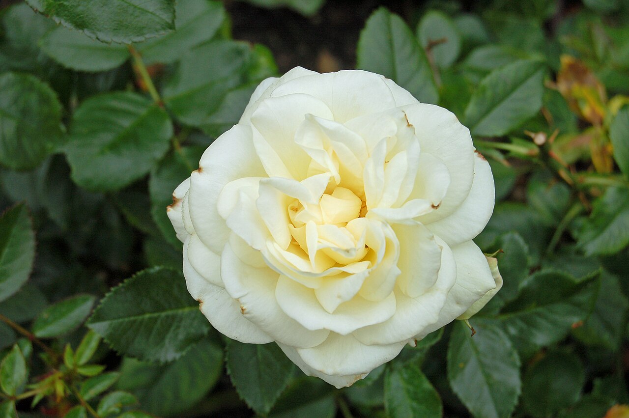 La Paloma 85