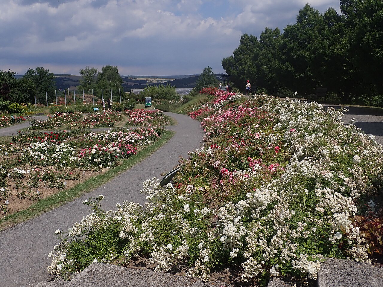 Alba Meidiland