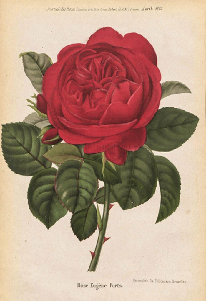 Eugène Fürst