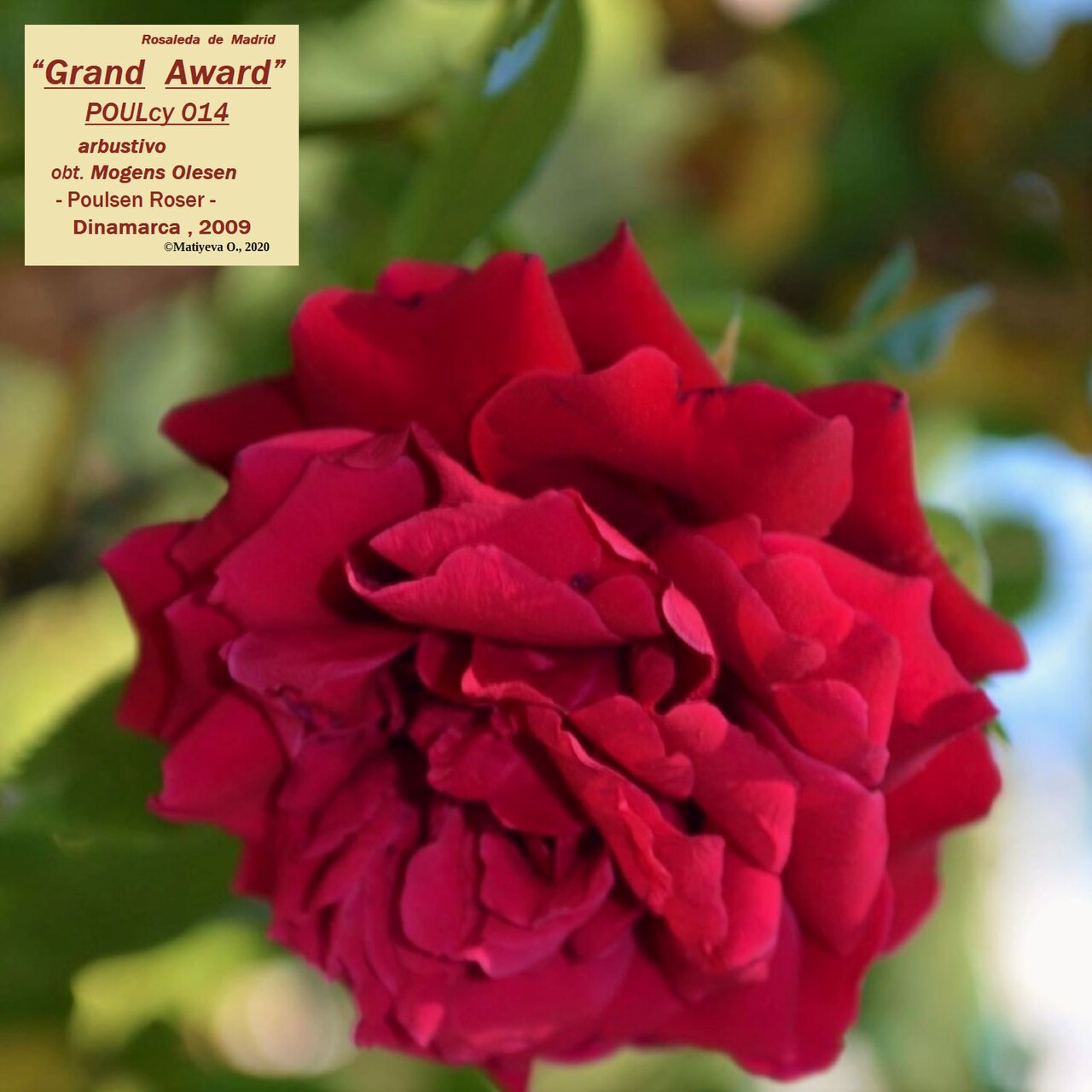 Grand Award