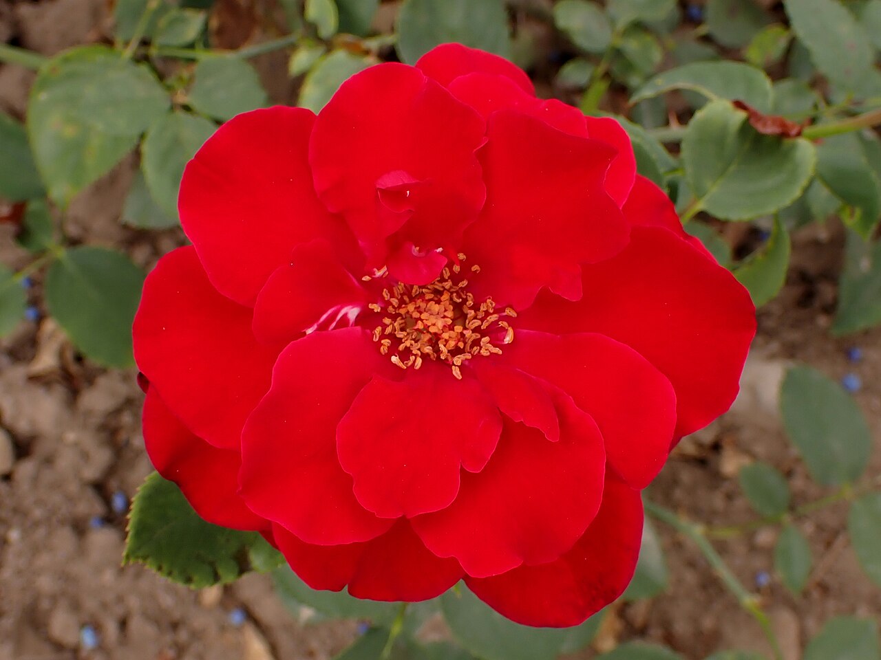 Le Rouge et le Noir