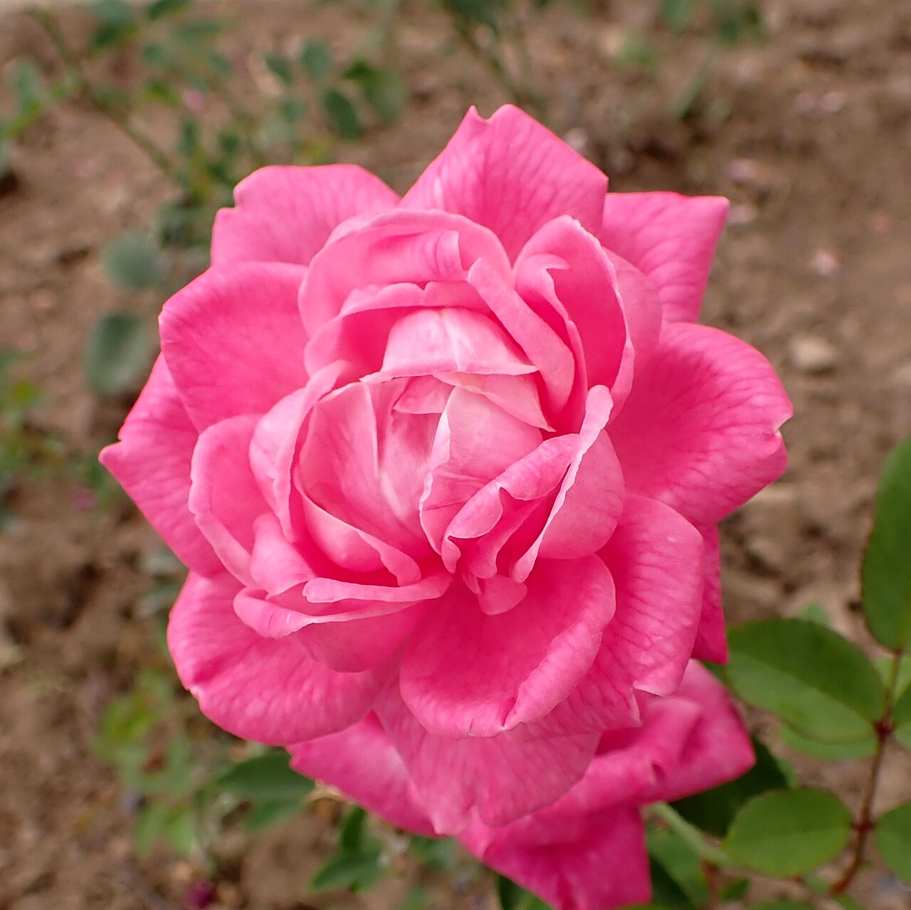 Bijou de Royat-les-Bains