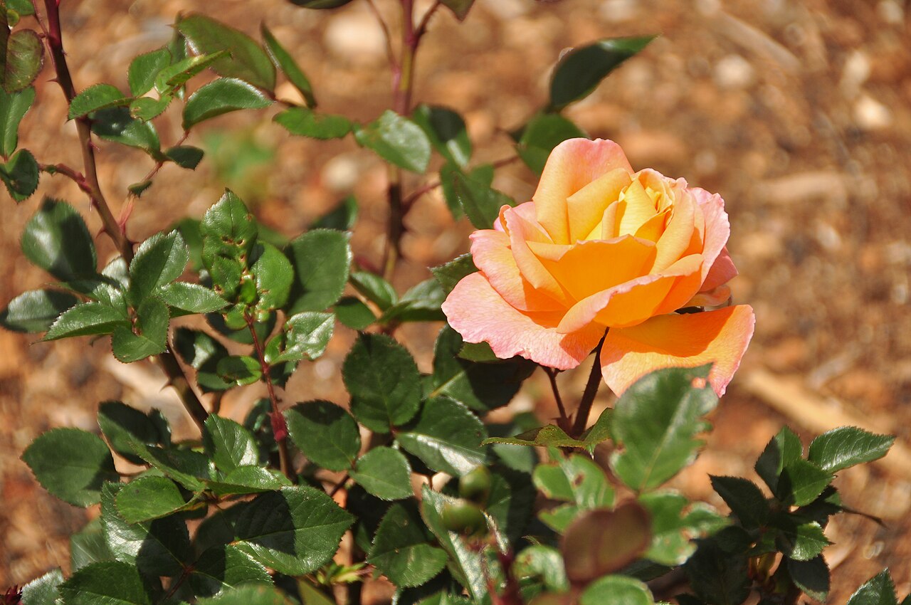 Rosemary Harkness