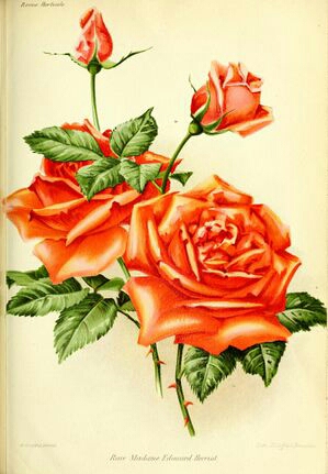 Daily Mail Rose