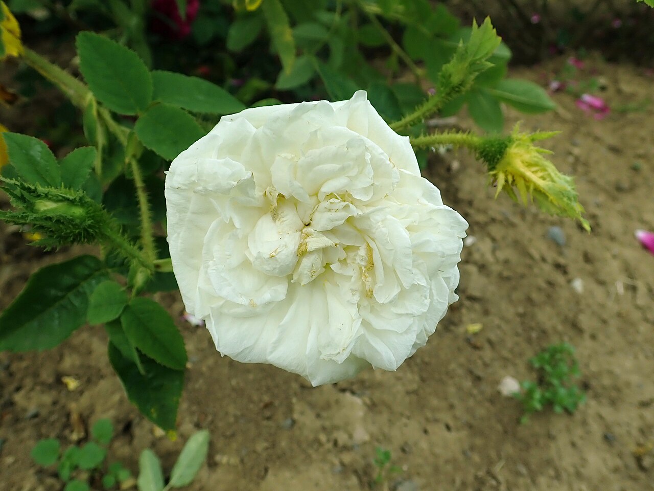 Reine Blanche