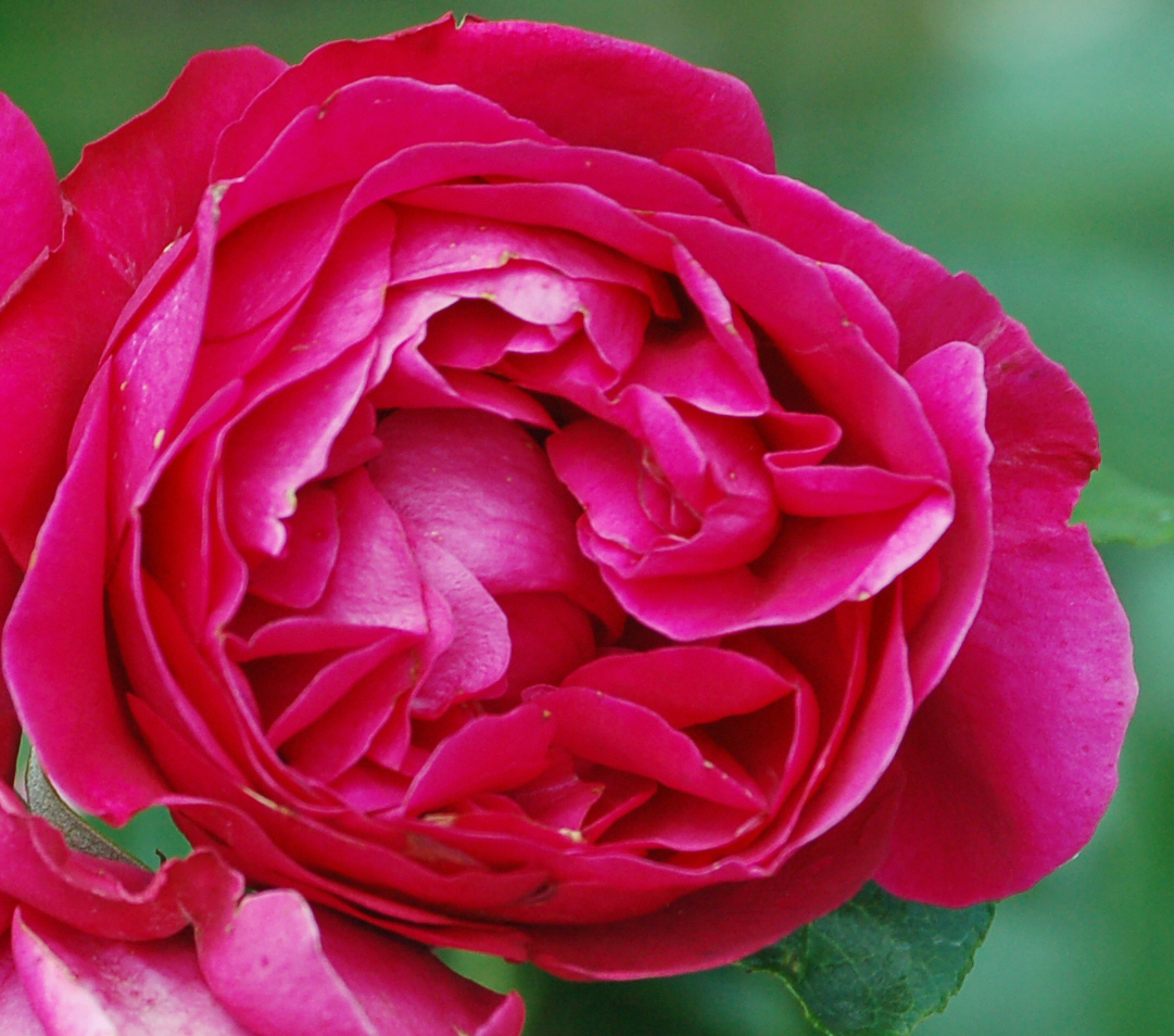Red Eden