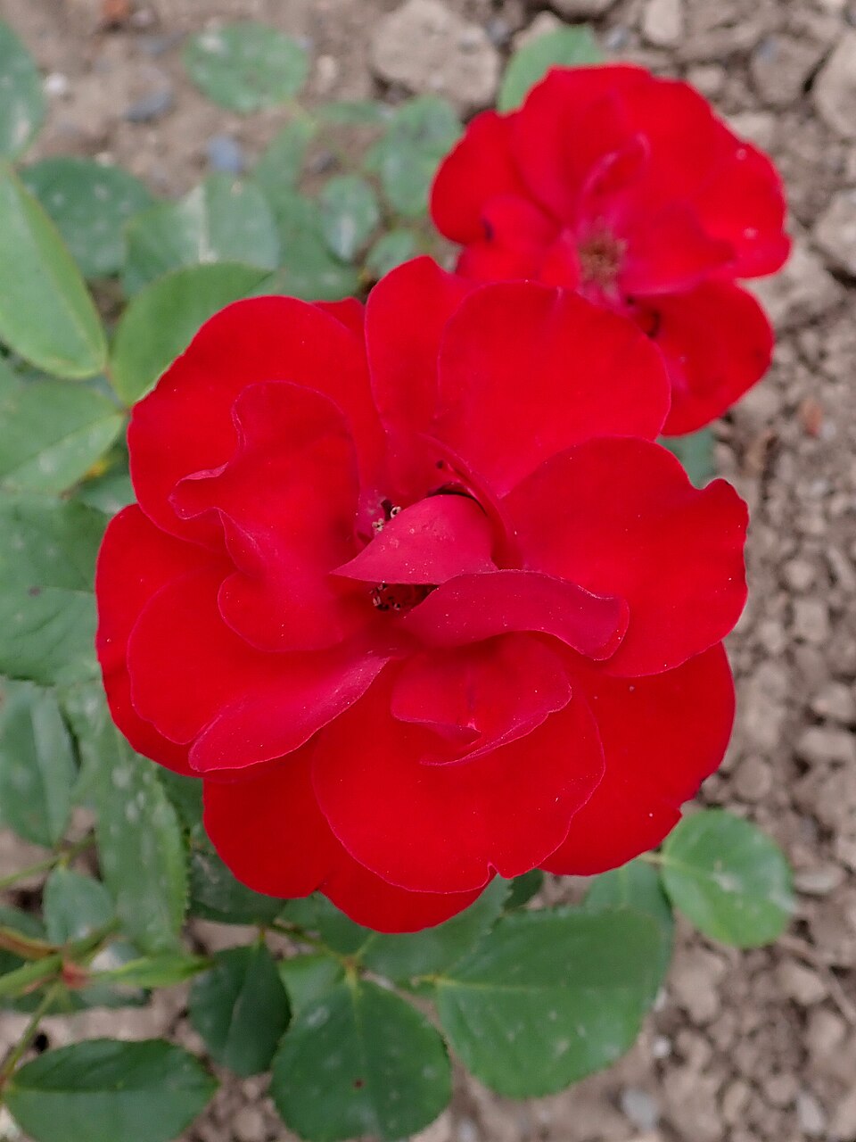 Red Favorite