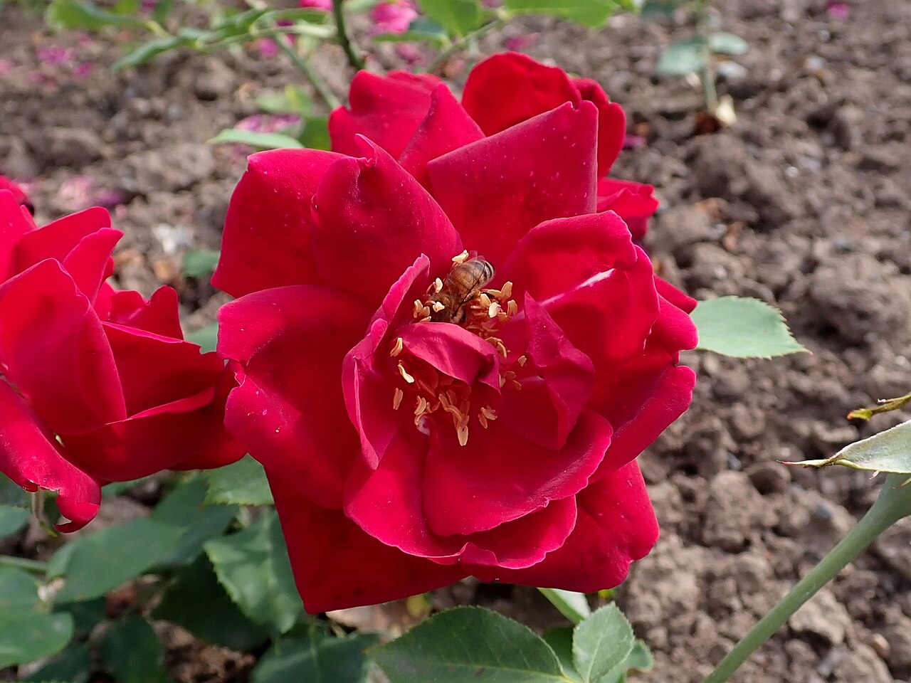 Ami Quinard