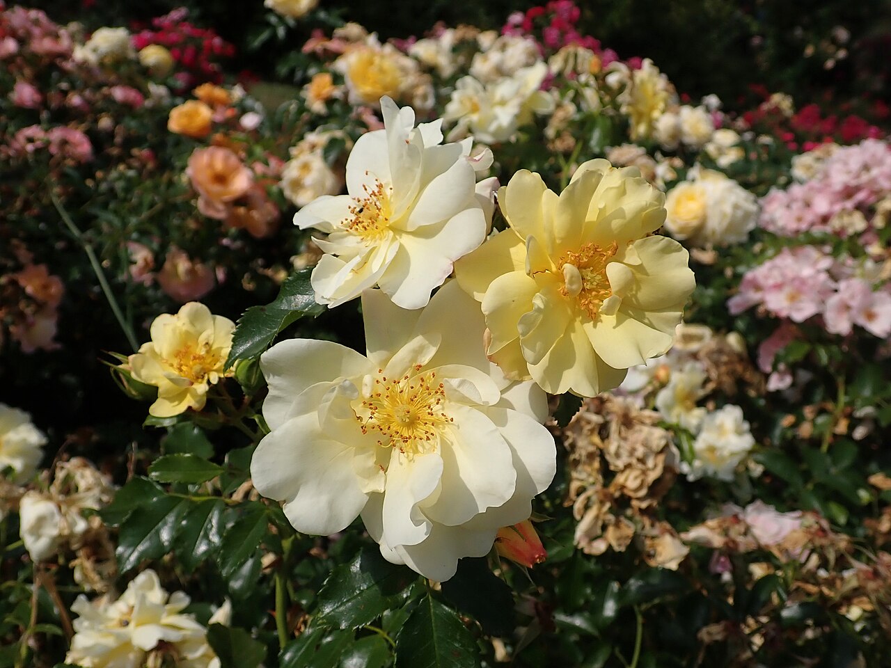 Flower Carpet Yellow