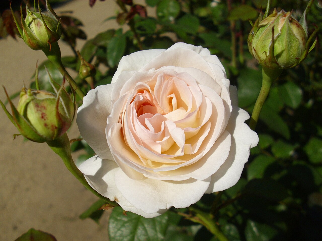 Lions-Rose
