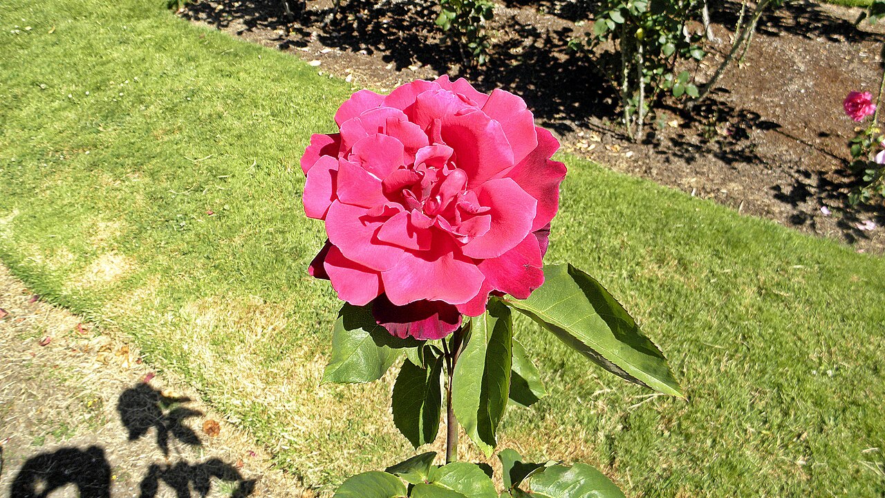 Oregon Centennial