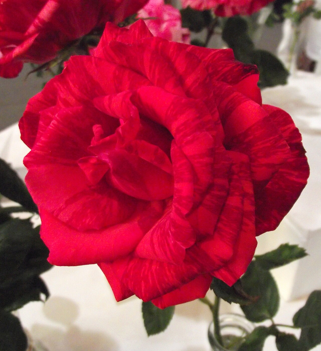 Red Intuition