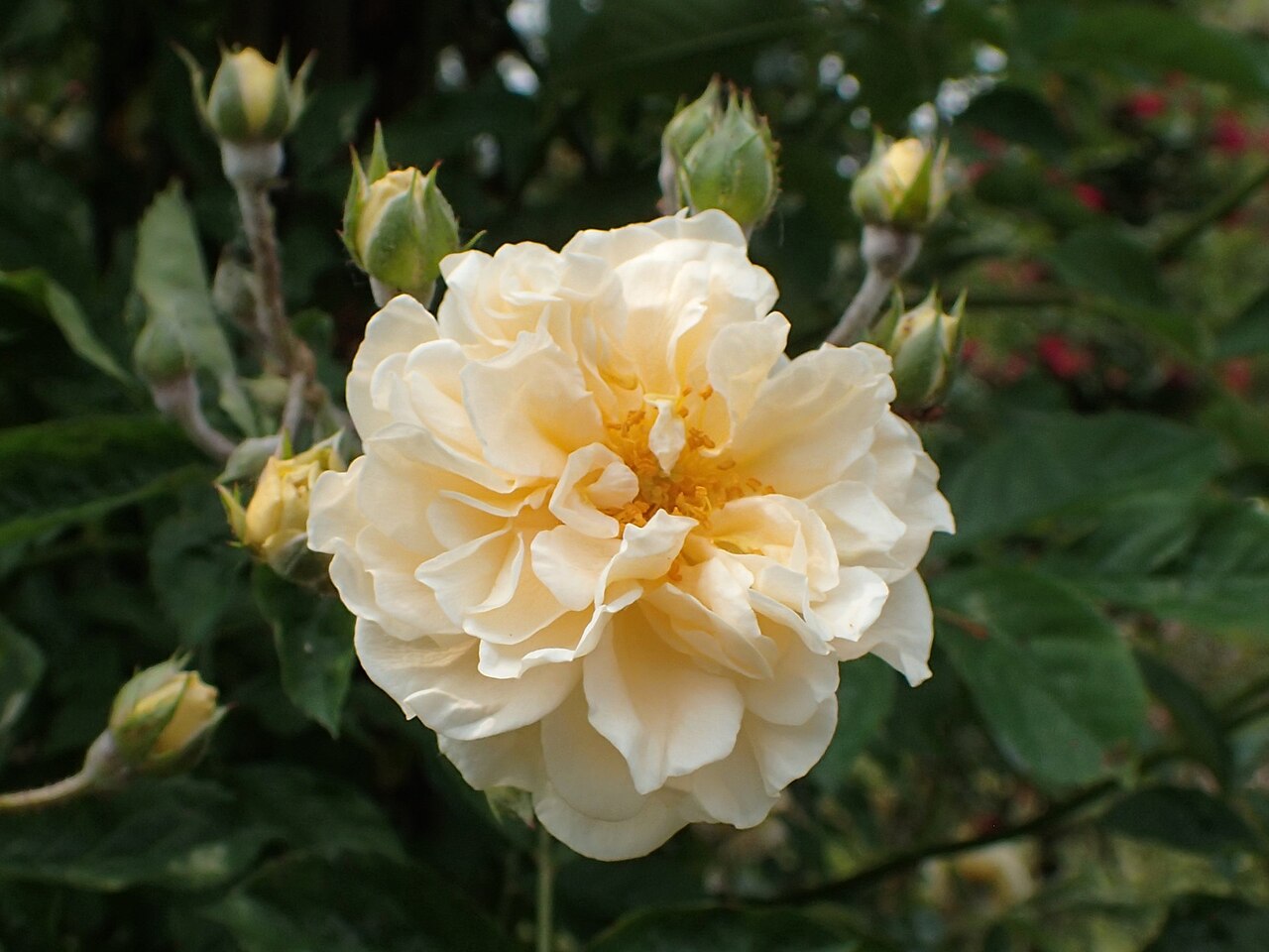 G. F. Veronica