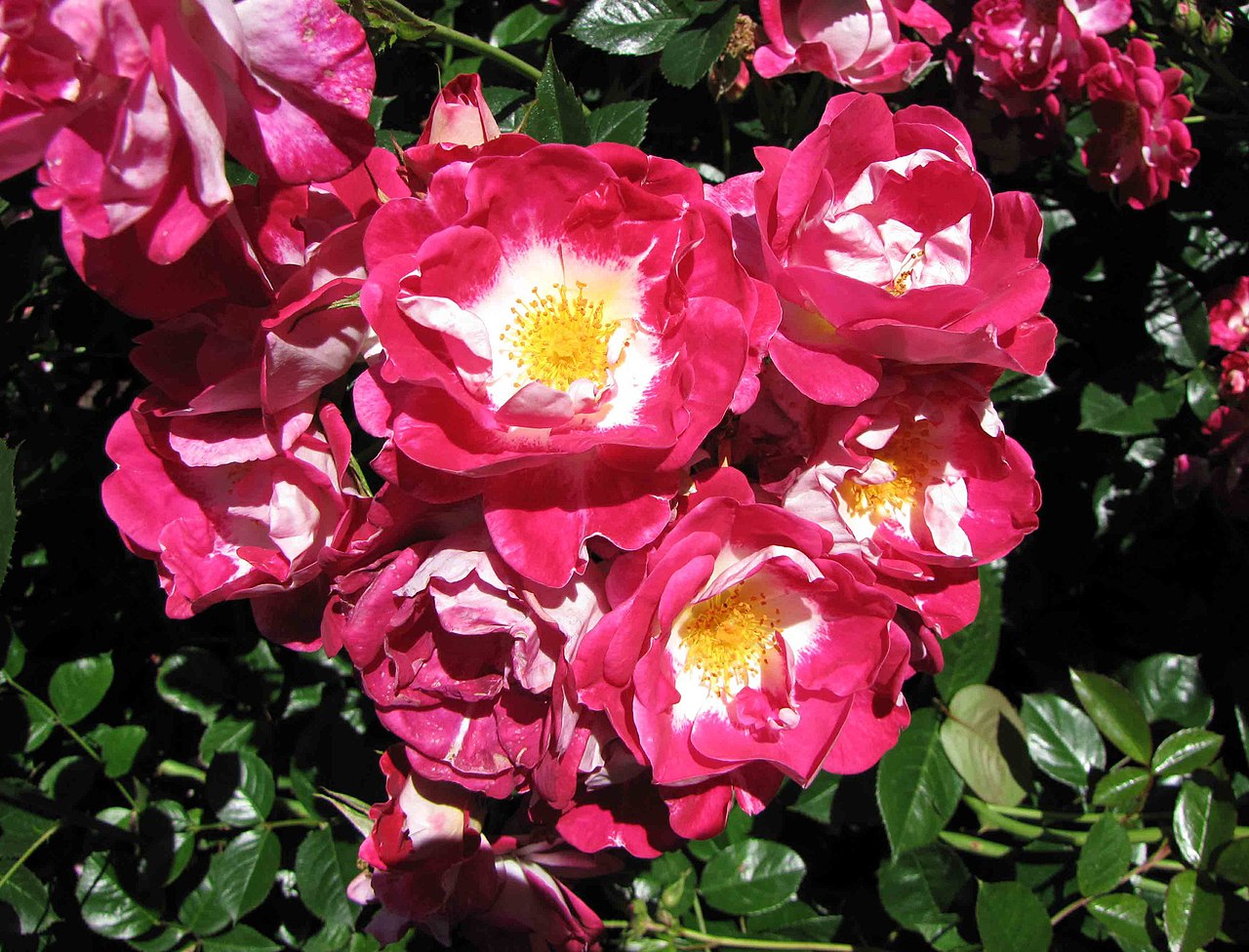 Girlguiding UK Centenary Rose