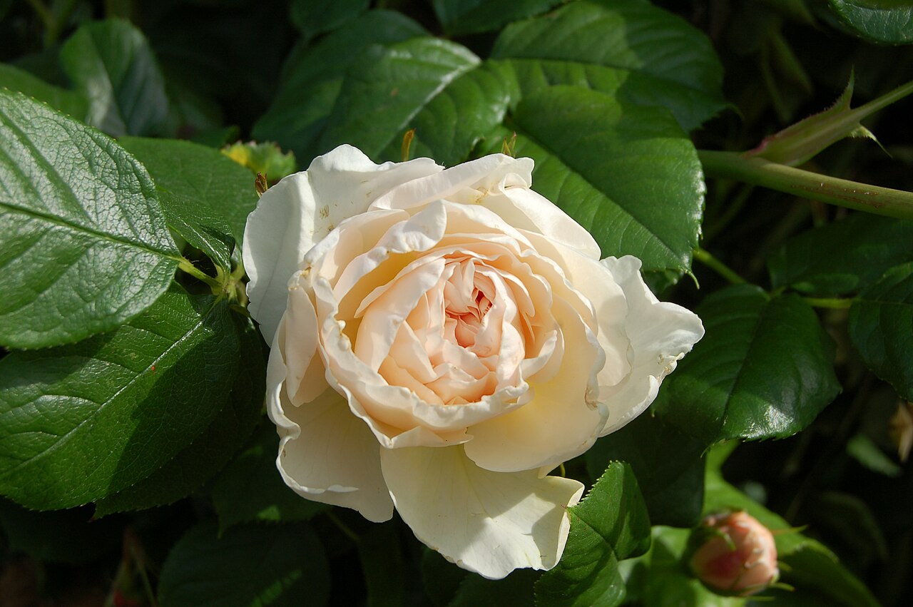Uetersener Klosterrose