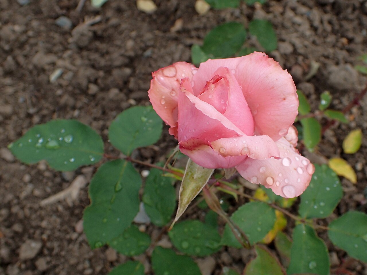 Papillon Rose