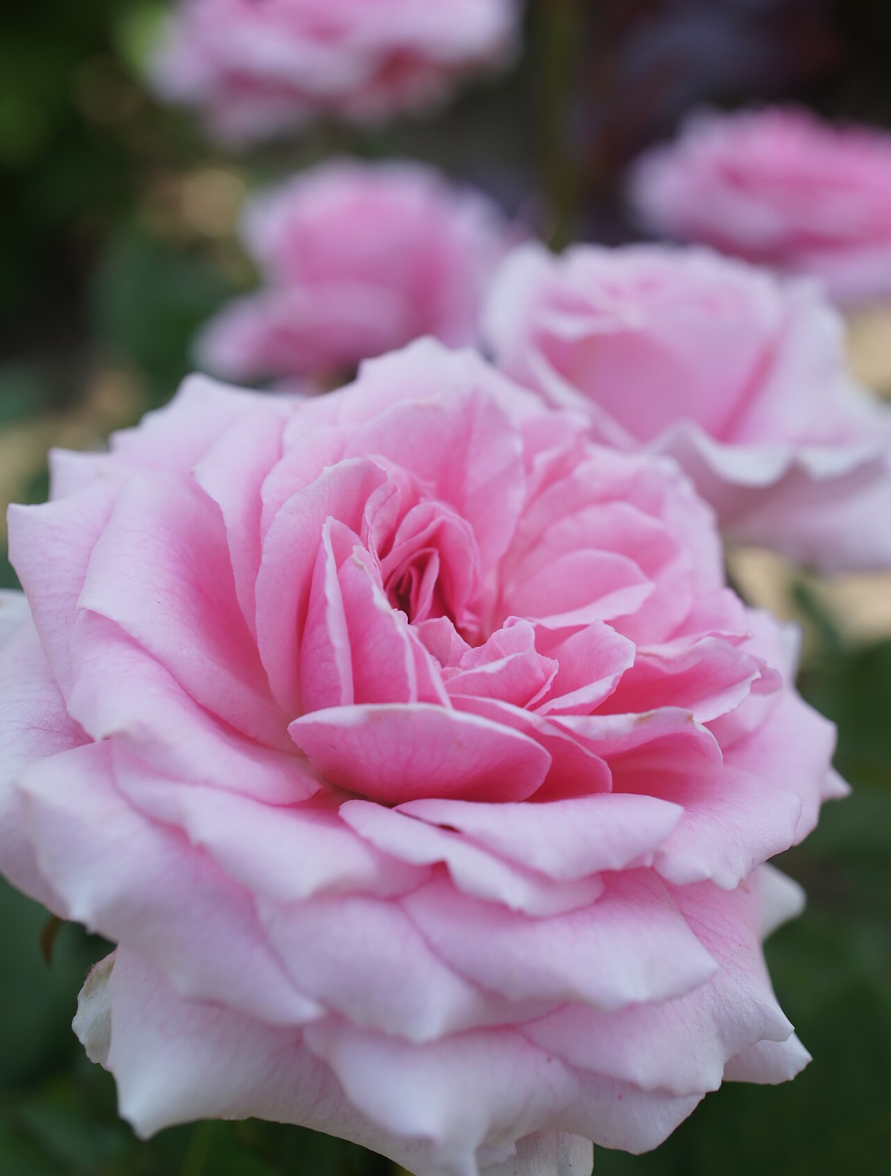 Pink Frills