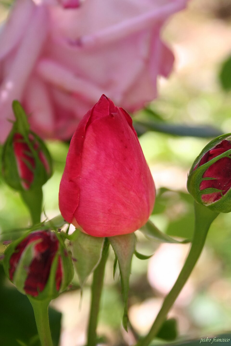 Campanela