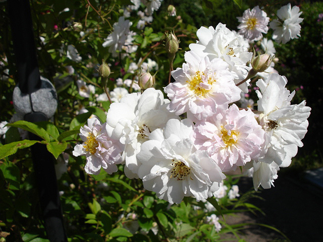 Sander's White Rambler rose
