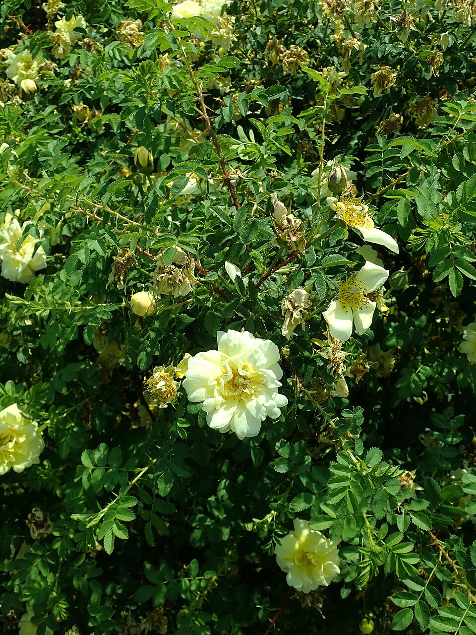Rosier jaune de soufre