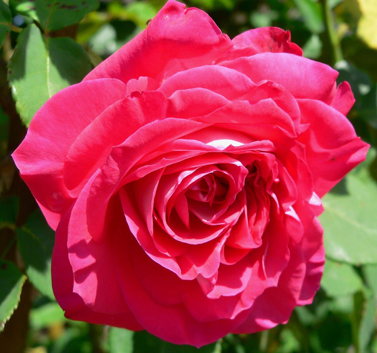Rose Dot