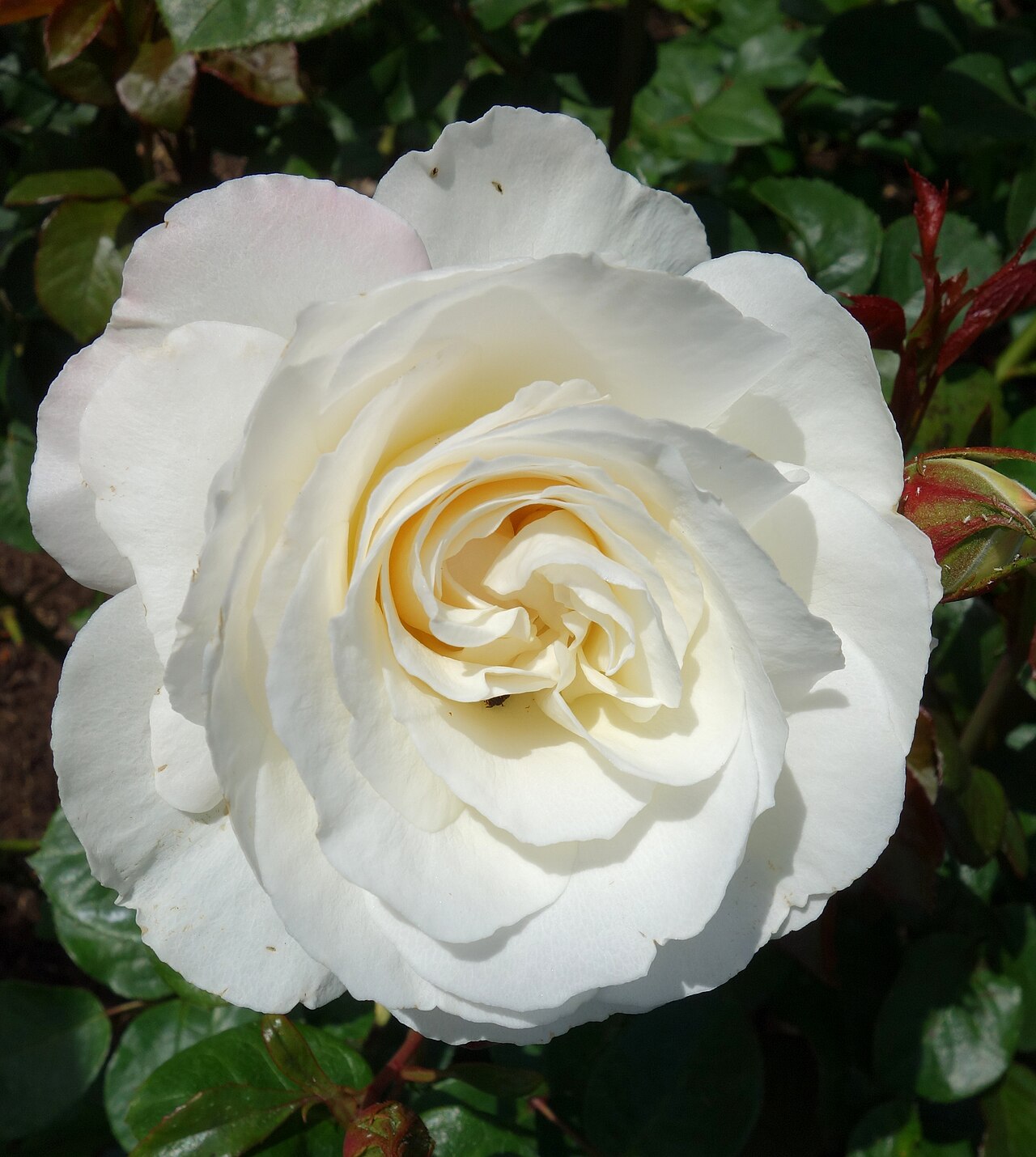 White Romance