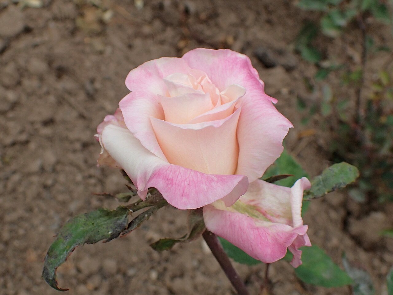 Madame Rose Romarin