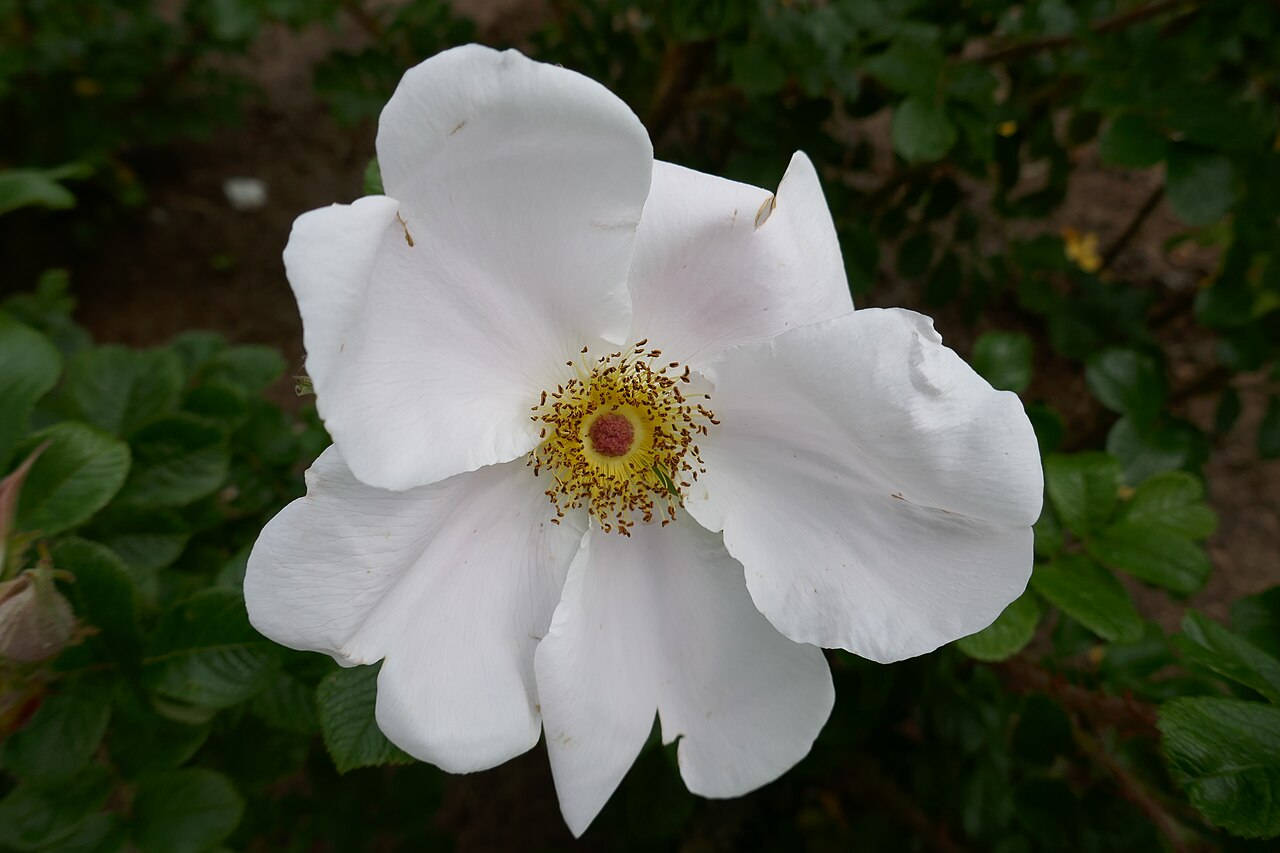 Pink Surprise