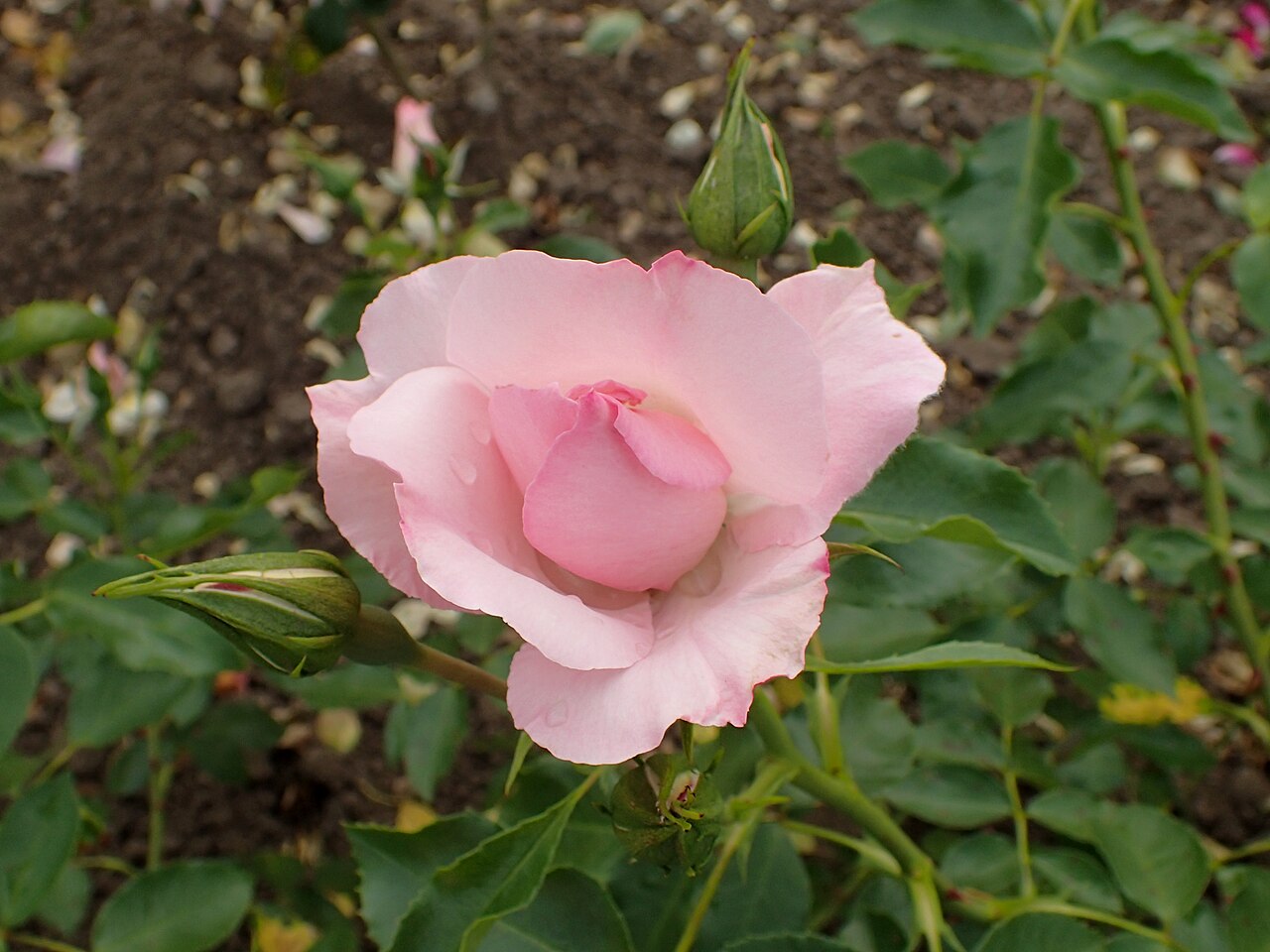 Rosendorf Sparrieshoop