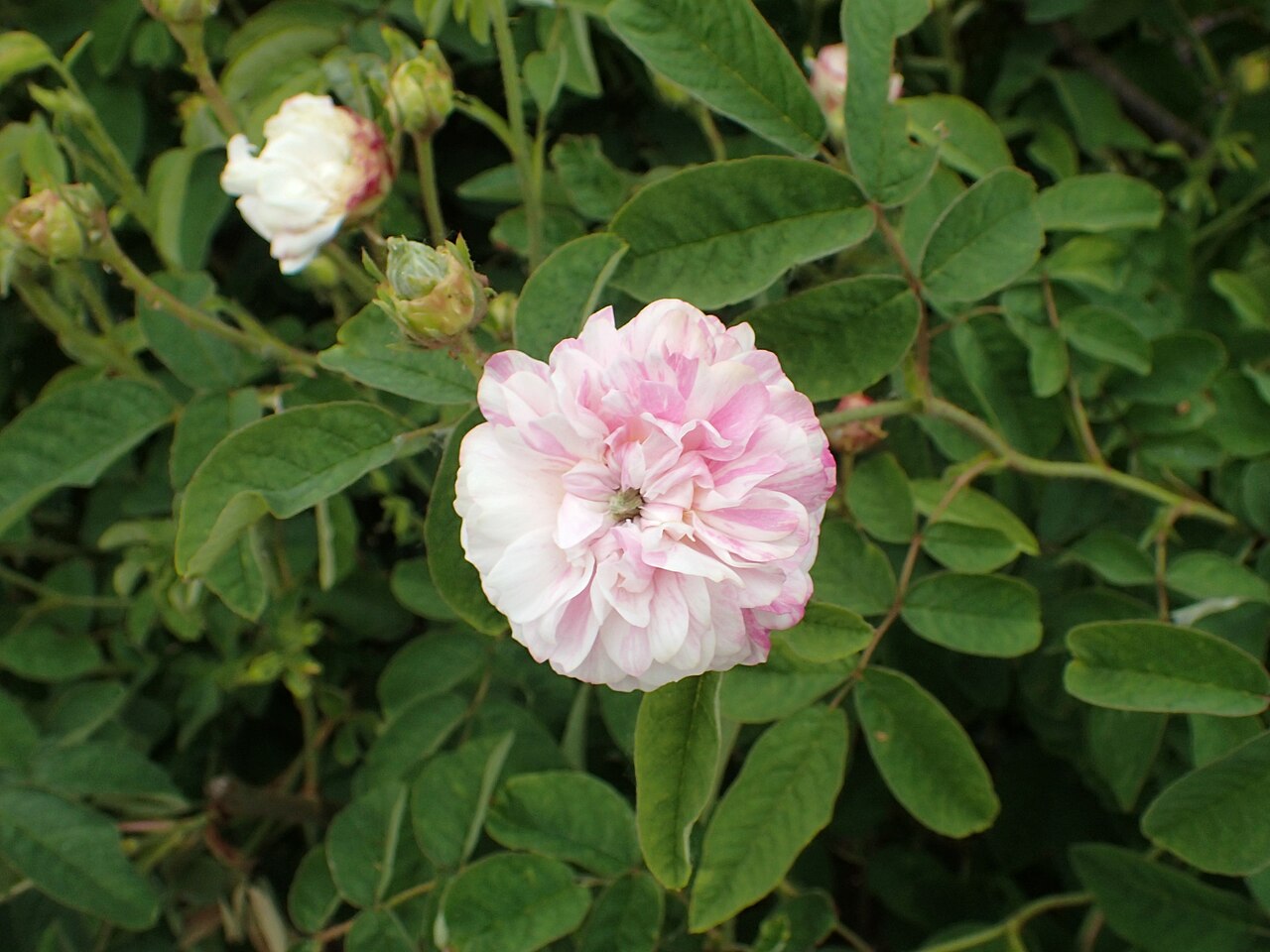 Pompon