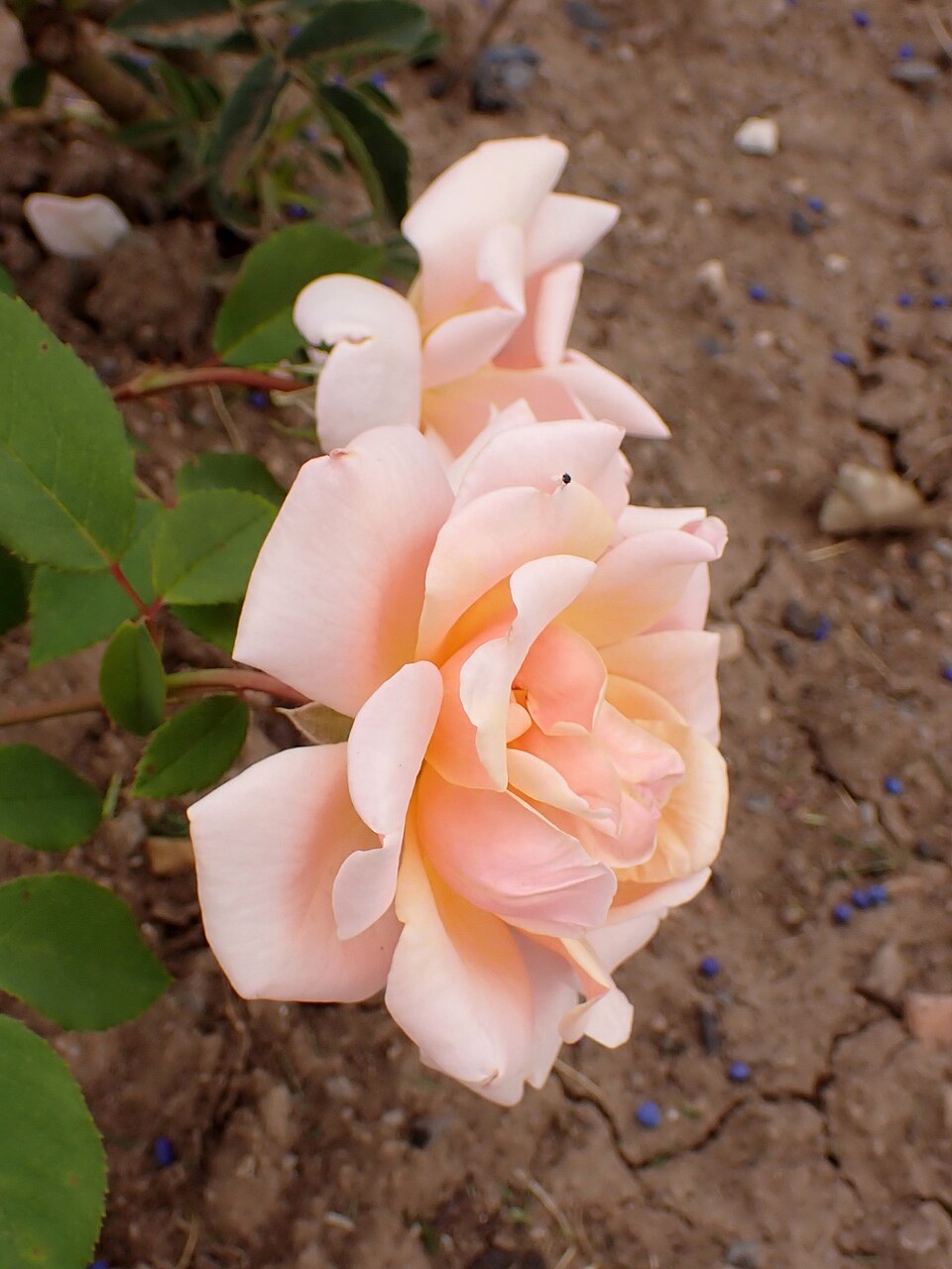 Mrs. Henri Daendels