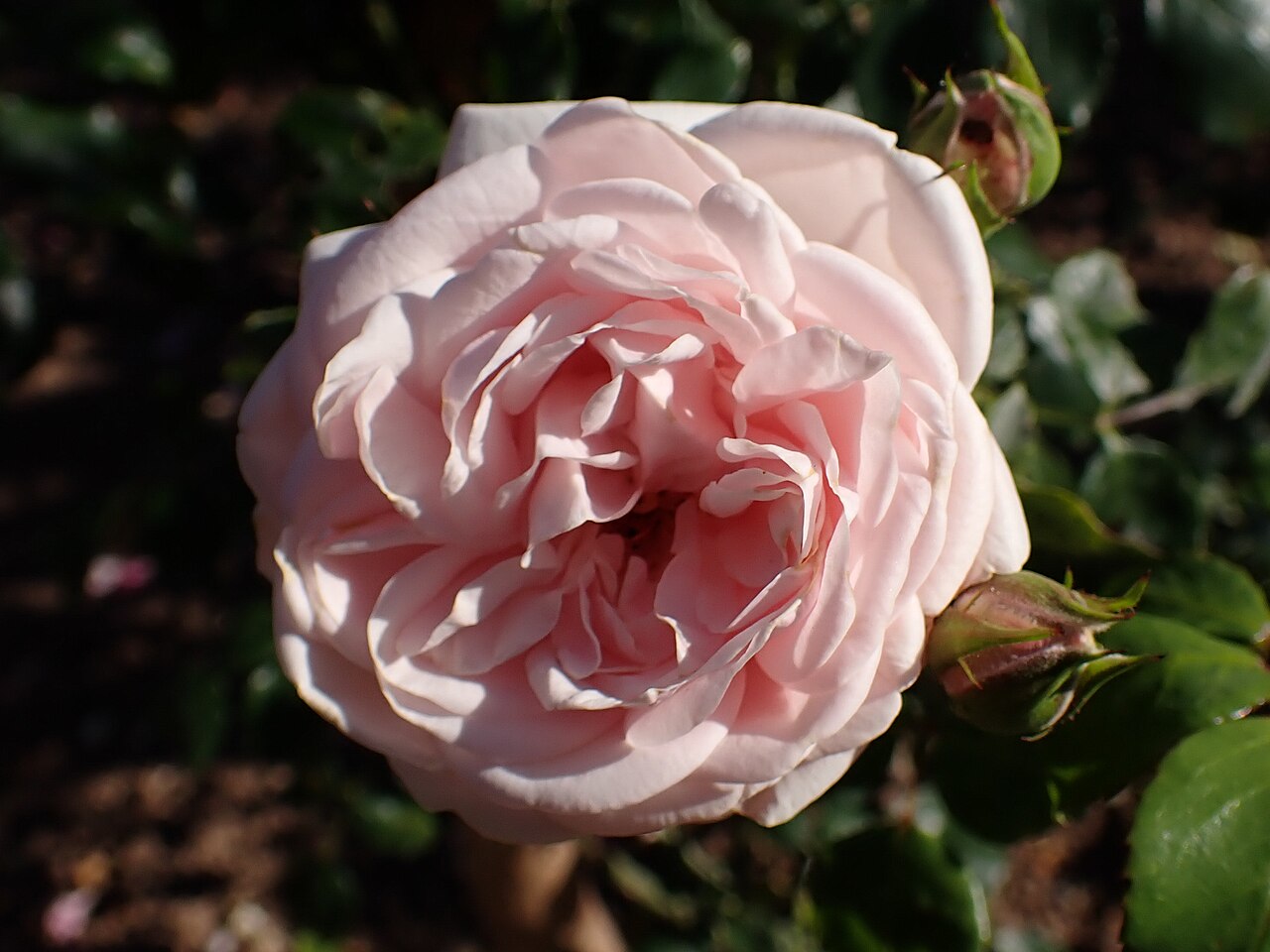 Schultheis-Rose Millenium