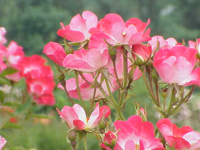Rosenwalzer