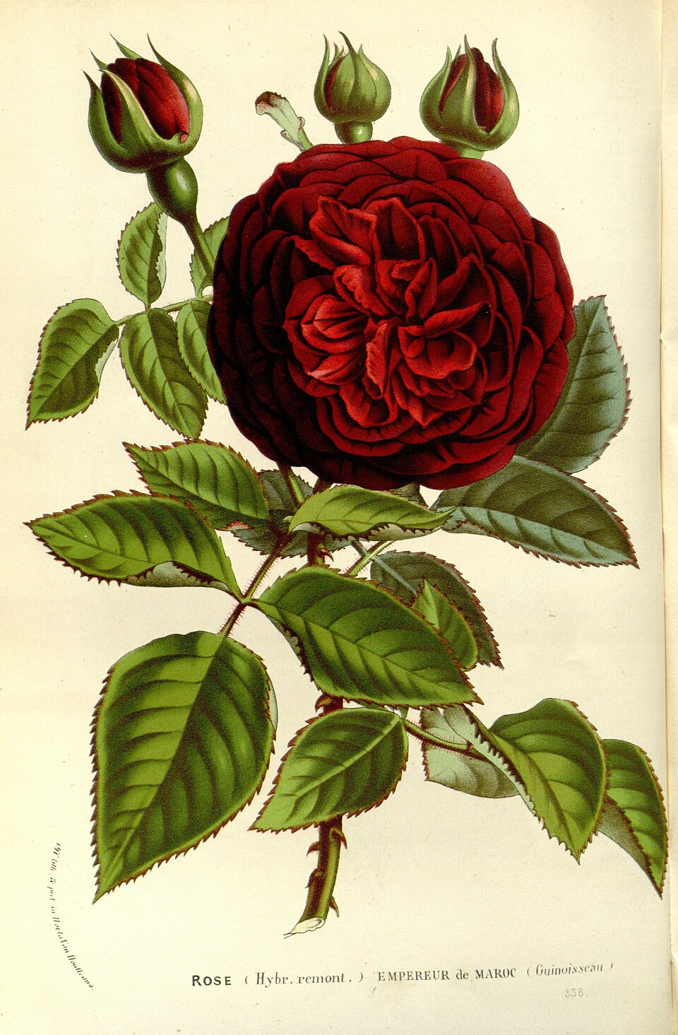 Empereur du Maroc