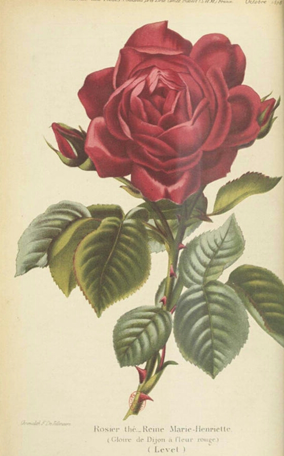 Reine Marie Henriette