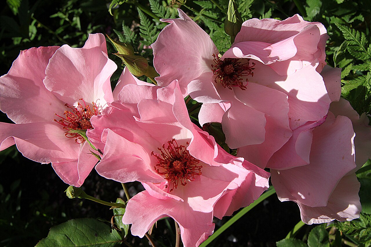 Dainty Bess