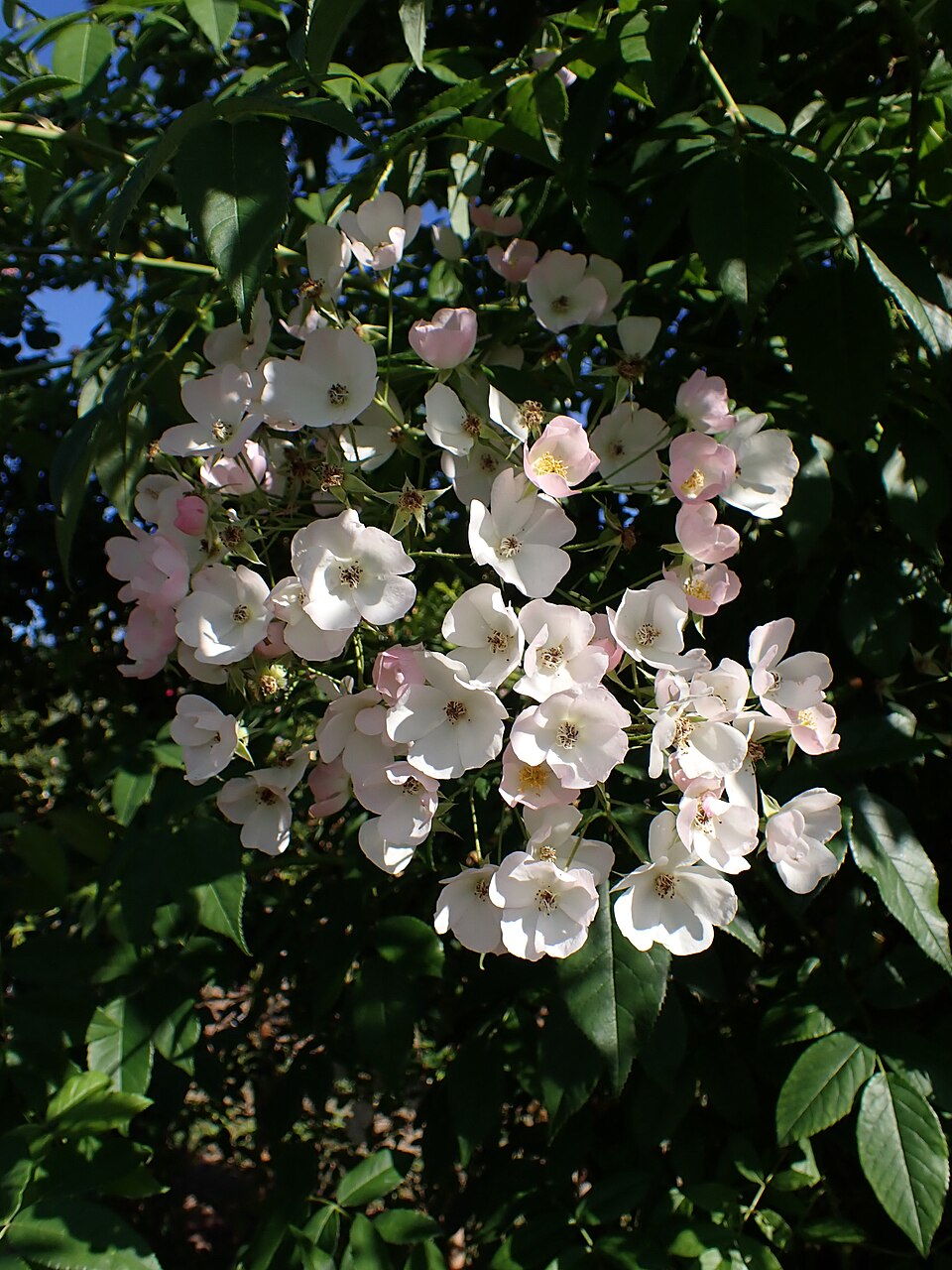 Rosemary Foster