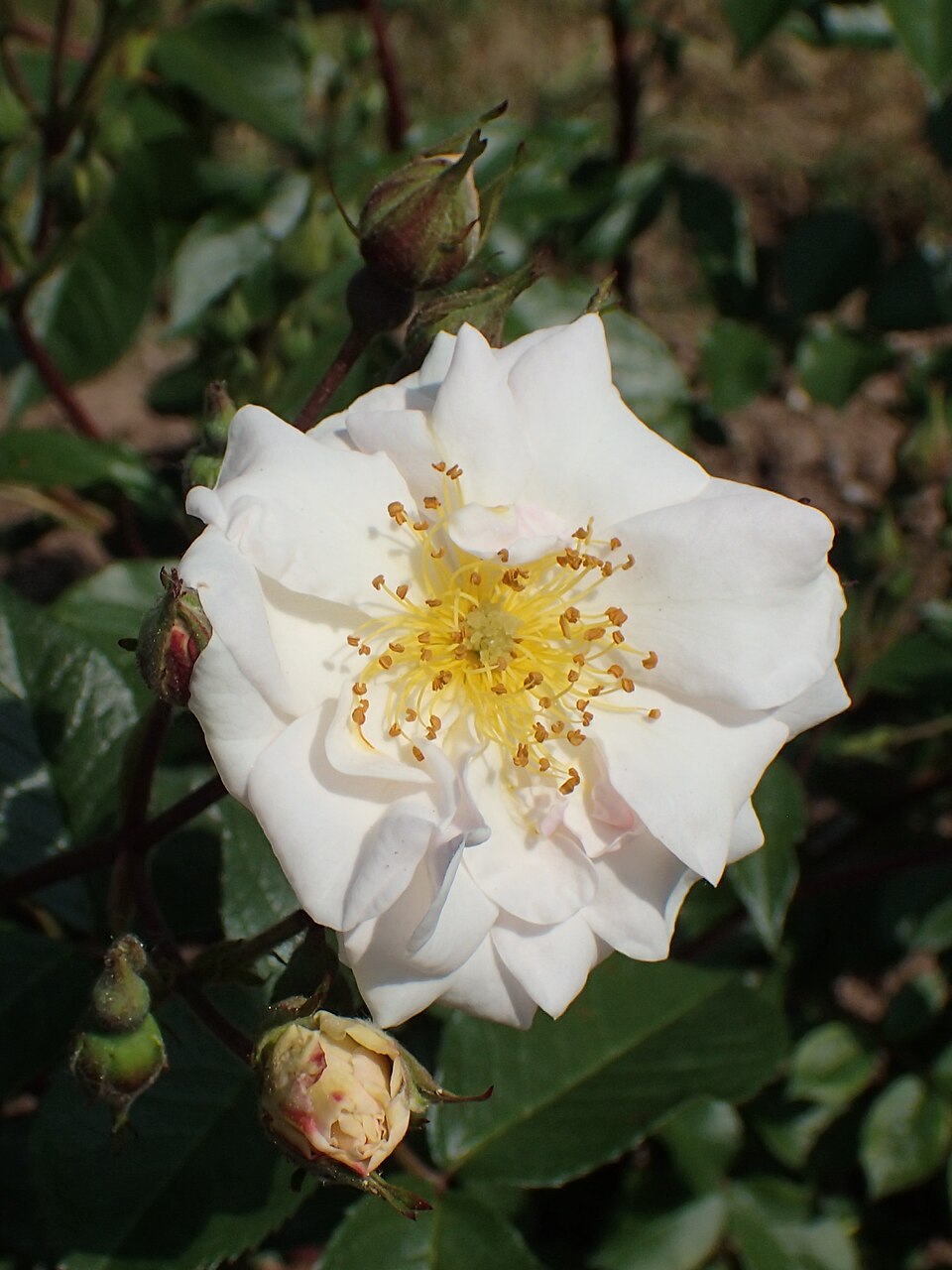 Merle Blanc