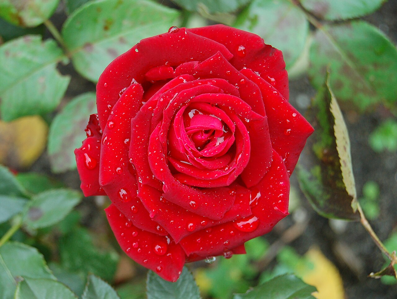 Helmut Kohl Rose