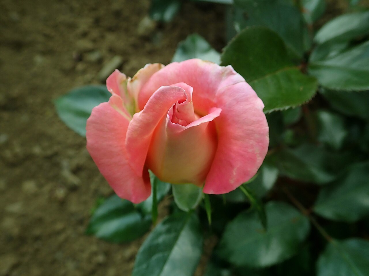 Parfum Royal