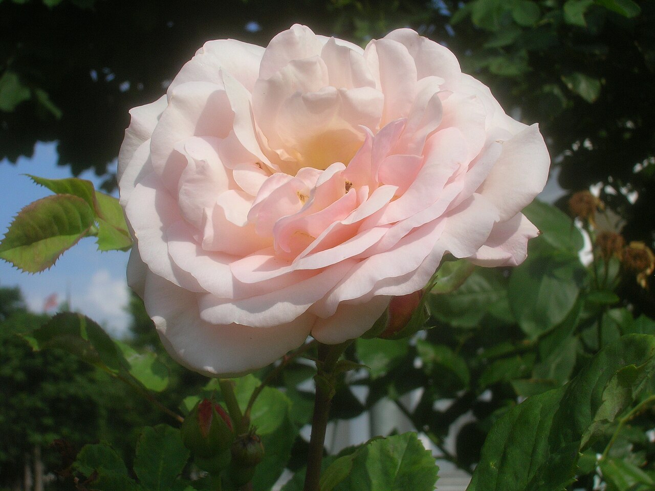 Interflora