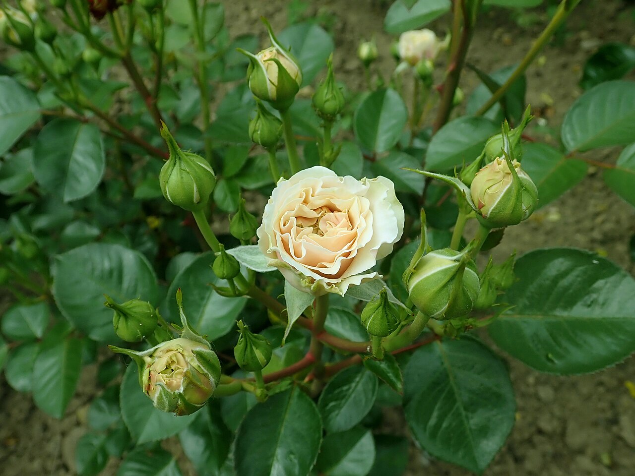 Badener Rosentraum