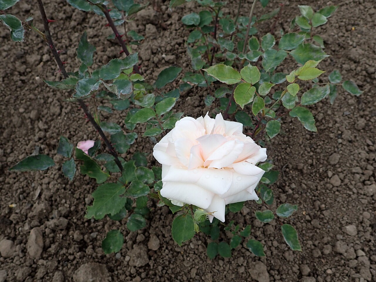 Duchesse de la Mothe-Houdancourt