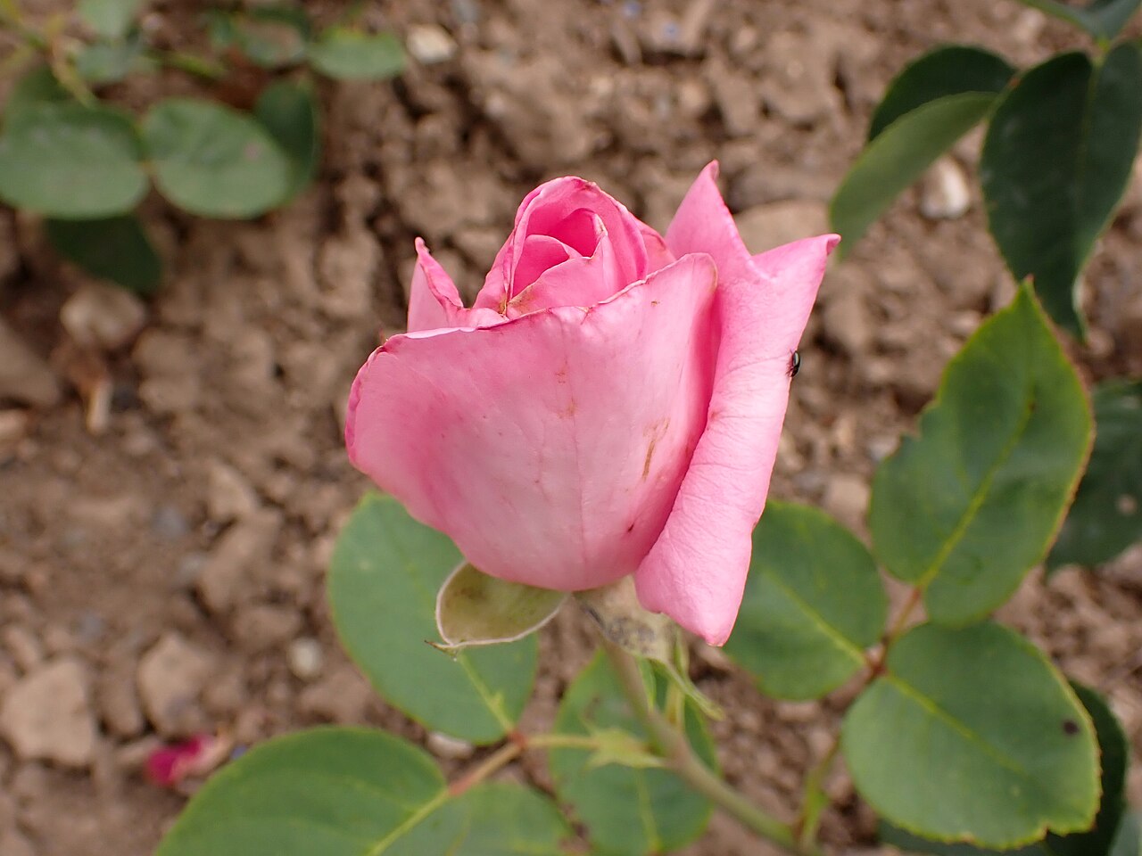 Rosaolor