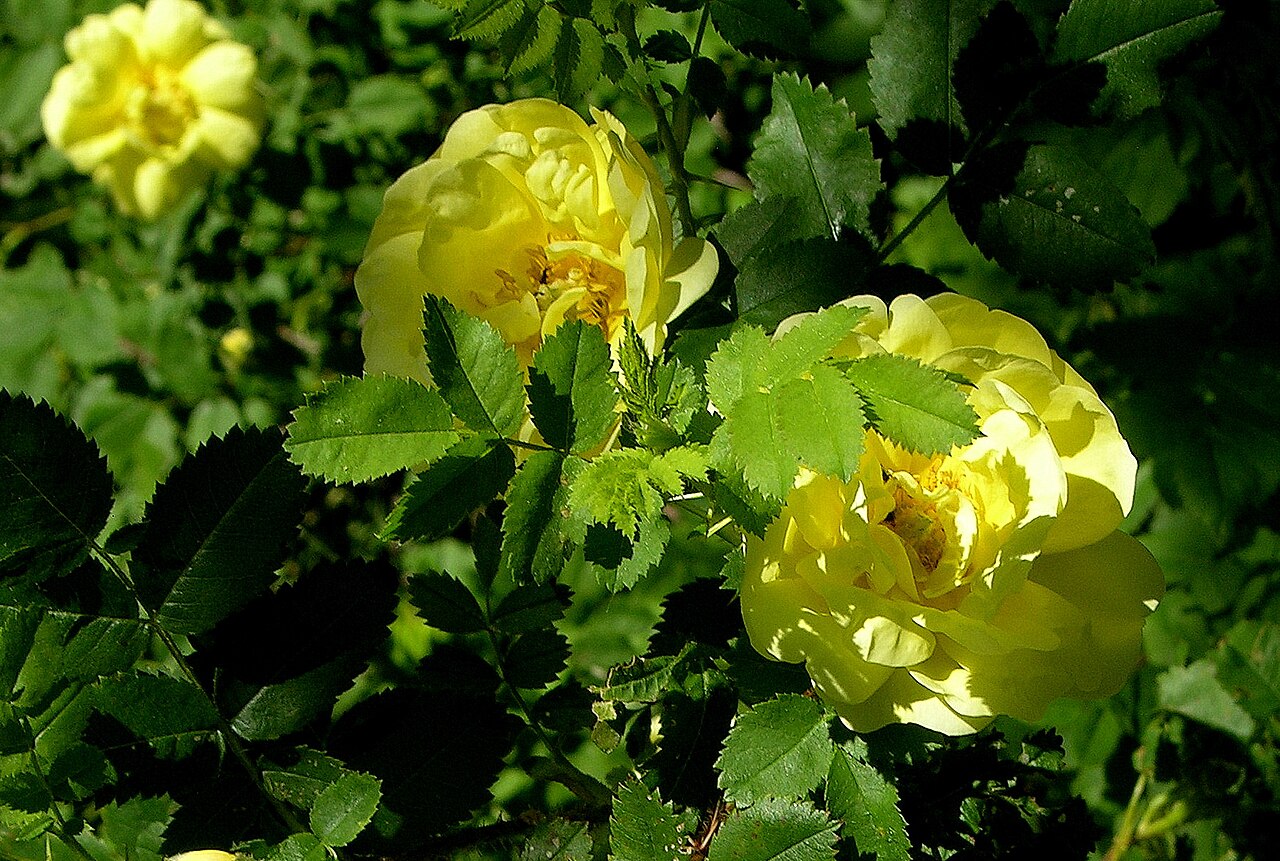 Williams' Double Yellow