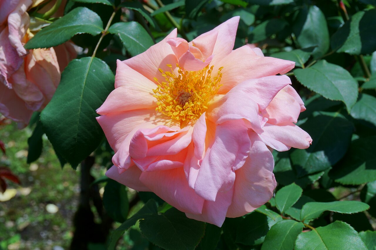 Madame Cochet-Cochet