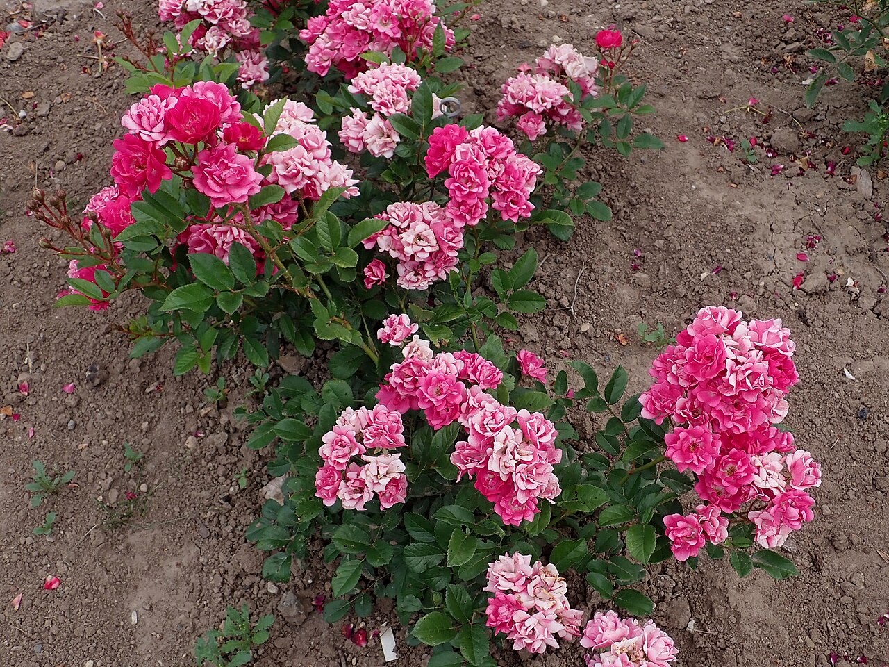 Rosa Sport von Fireball