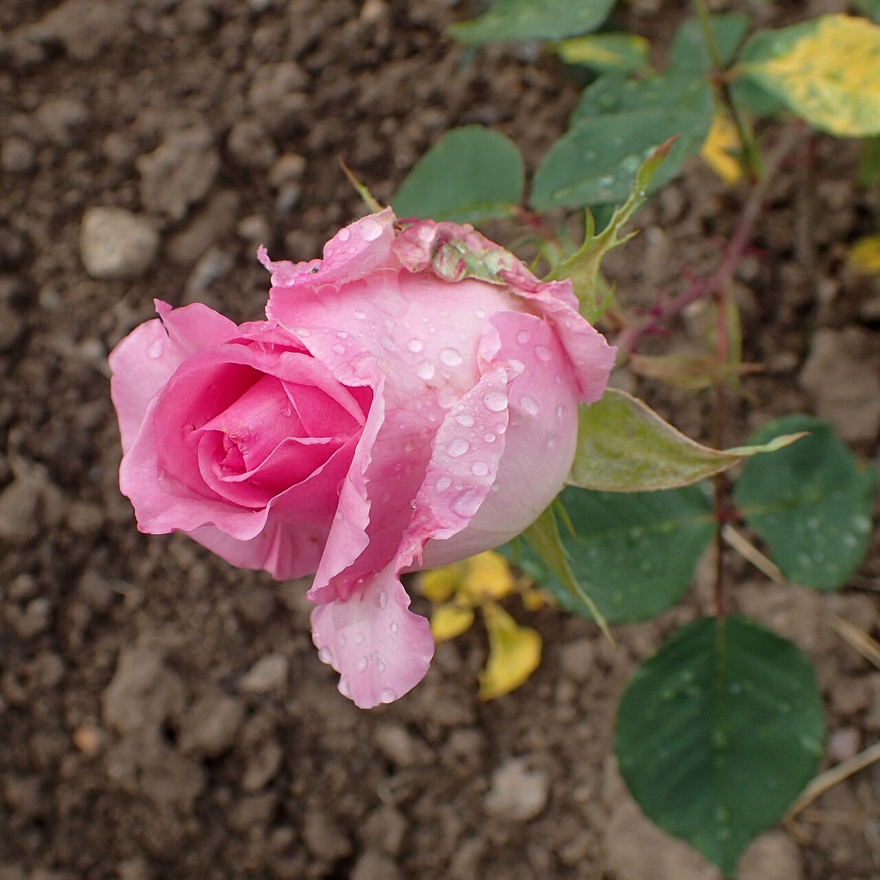 Mrs. L.B. Coddington